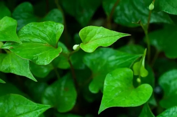 Fish Mint