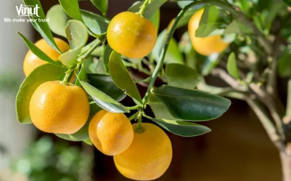 VINUT_Lemon Fruit VINUT_Lemon Fruit