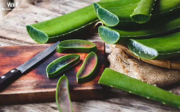 VINUT_vera juice is extracted from the gel of the aloe vera plant VINUT_vera juice is extracted from the gel of the aloe vera plant