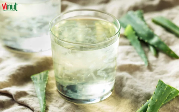 VINUT_When and How to Drink Aloe Vera Juice? VINUT_When and How to Drink Aloe Vera Juice?
