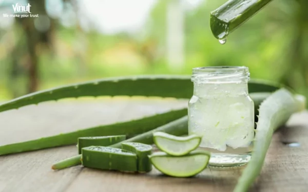 VINUT_Benefits of Drinking Aloe Vera Juice VINUT_Benefits of Drinking Aloe Vera Juice