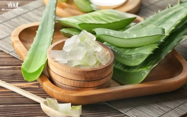 VINUT_How to Make Aloe Vera Juice? VINUT_How to Make Aloe Vera Juice?