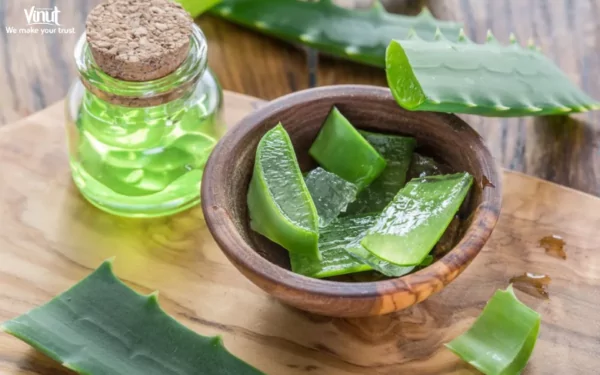 VINUT_Tips for Drinking Aloe Vera Juice VINUT_Tips for Drinking Aloe Vera Juice