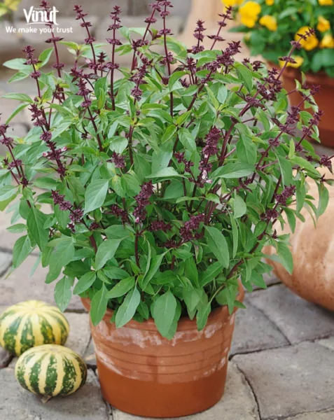 VINUT_Basil Seeds