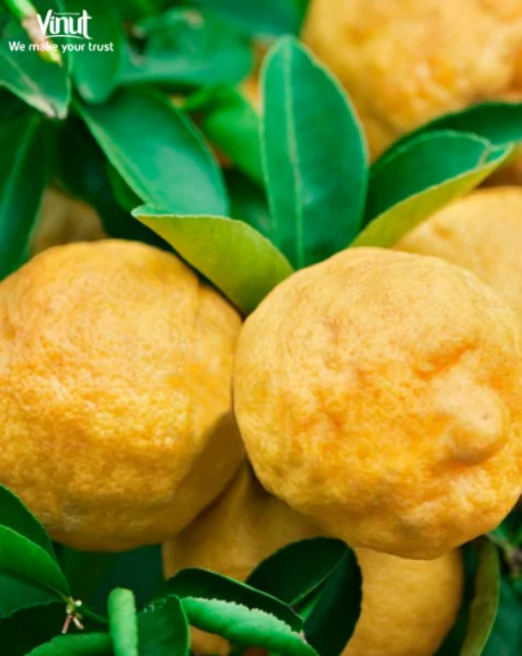 VINUT_ponderosa lemon VINUT_ponderosa lemon