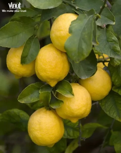 VINUT_Lemon VINUT_Lemon