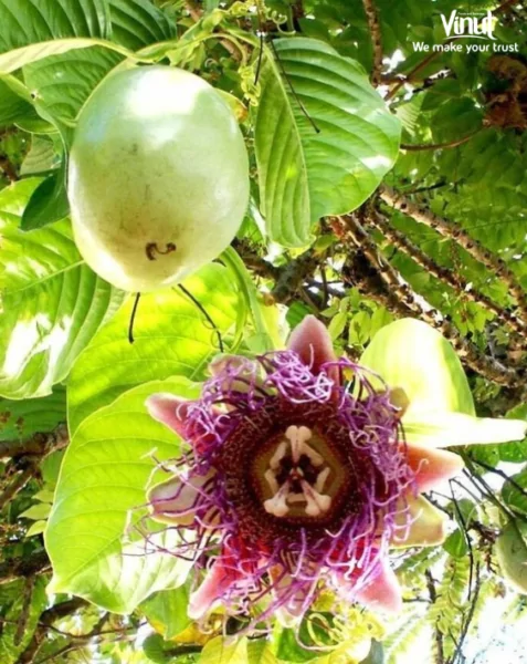 VINUT_Giant Granadilla