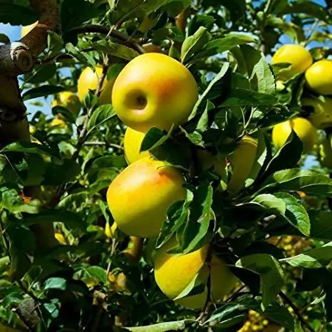 6 Amazing Health Benefits of Apple Juice 2 Golden Delicious
