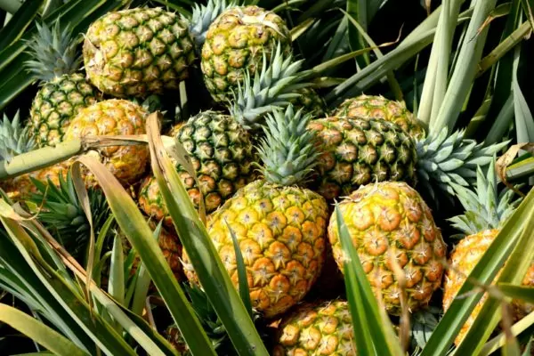 Pineapple