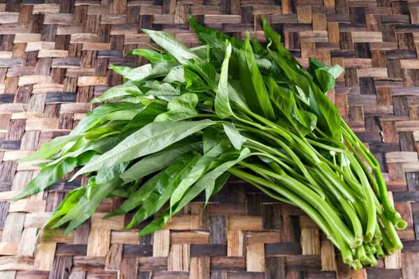 Water Spinach