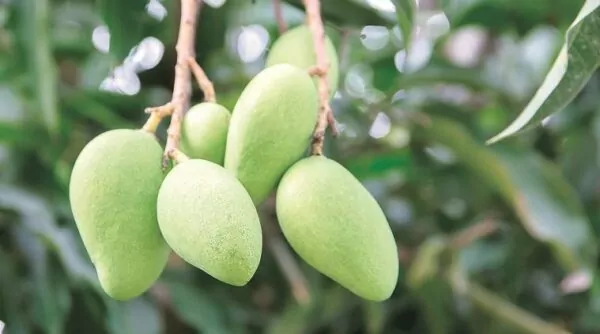 Mango