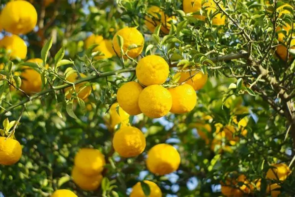 What is Yuzu Fruit? What is Yuzu Fruit?