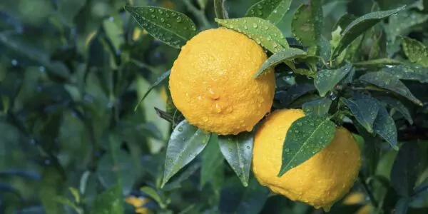 Yuzu Fruit Yuzu Fruit
