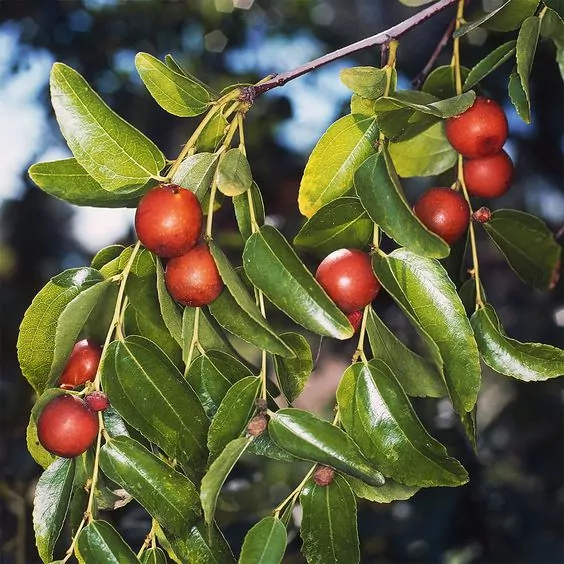 Jujube Fruit Jujube Fruit