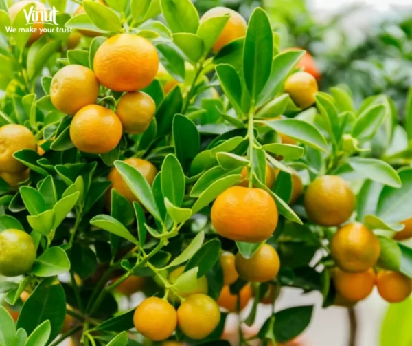VINUT_What is Calamansi?