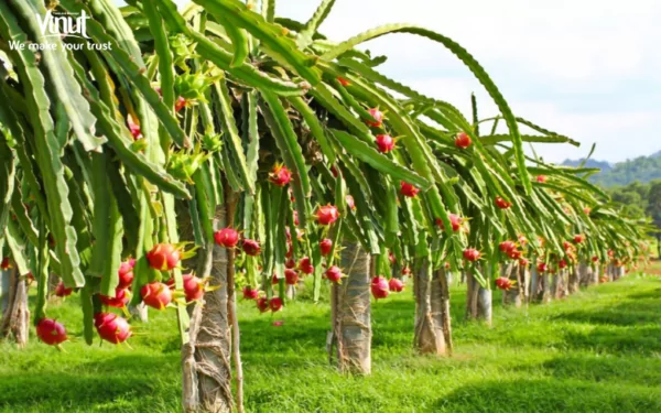 VINUT_What is Dragon Fruit?