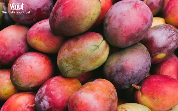VINUT_Mango Fruit