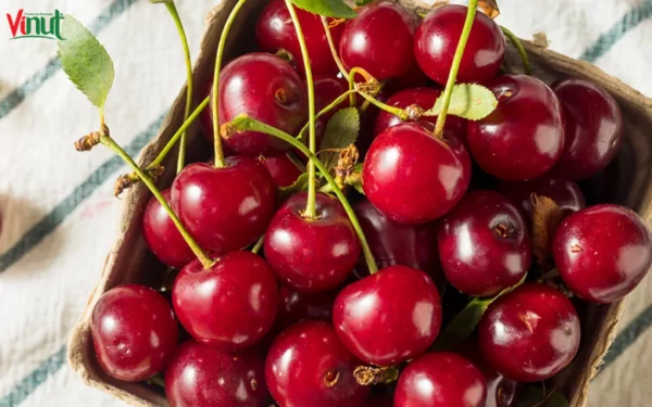 VINUT_Tart cherries are small in size, bright red, and soft, especially with the sour taste of common cherries. VINUT_Tart cherries are small in size, bright red, and soft, especially with the sour taste of common cherries.