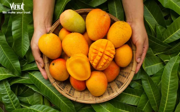 VINUT_Mango
