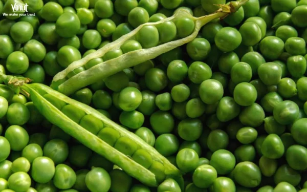 VINUT_Peas VINUT_Peas