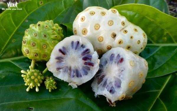 VINUT_The Historical Significance of Noni VINUT_The Historical Significance of Noni