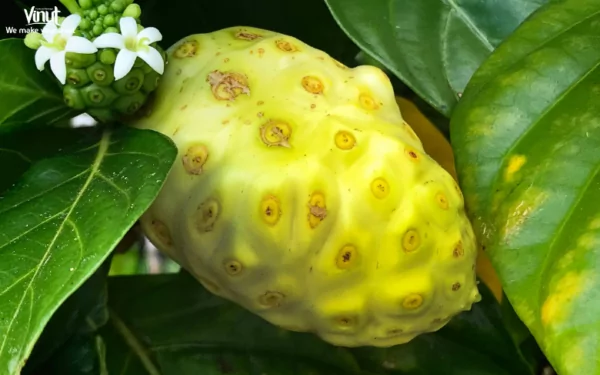VINUT_Noni contains potassium and antioxidants VINUT_Noni contains potassium and antioxidants