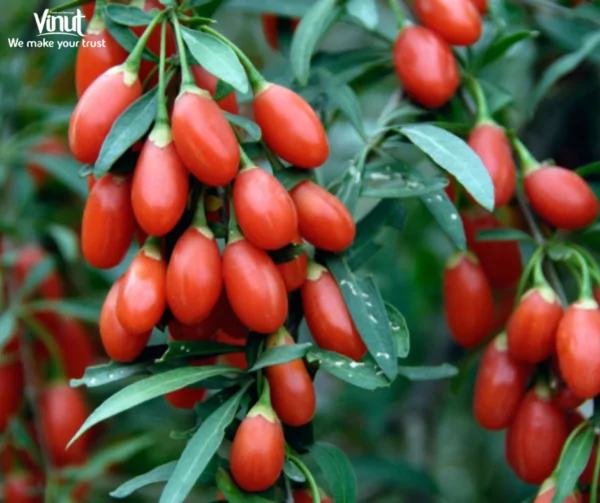 VINUT_What are Gojo Berries?