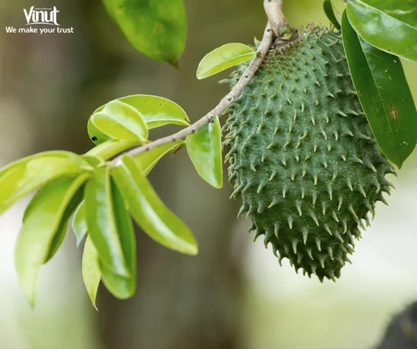 VINUT_Soursop Fruit VINUT_Soursop Fruit