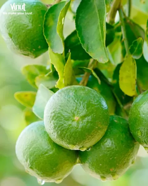 VINUT_Persian limes