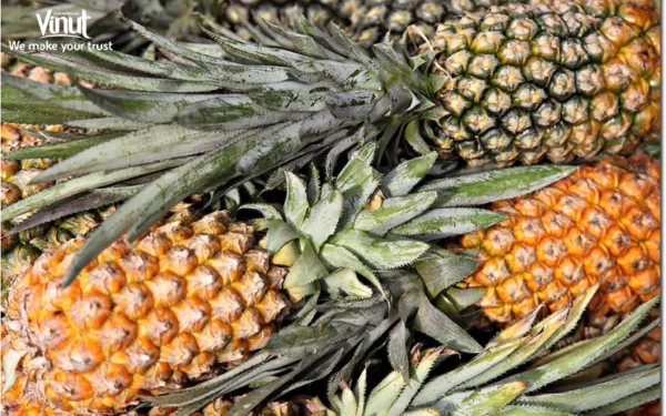 VINUT_Pineapple