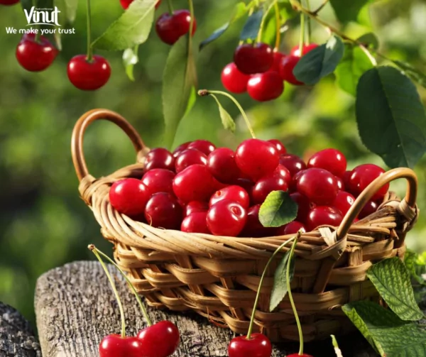 Tart Cherry Juice: Fascinating Health Benefits and Refreshing Flavor 2 VINUT_montmorency cherry