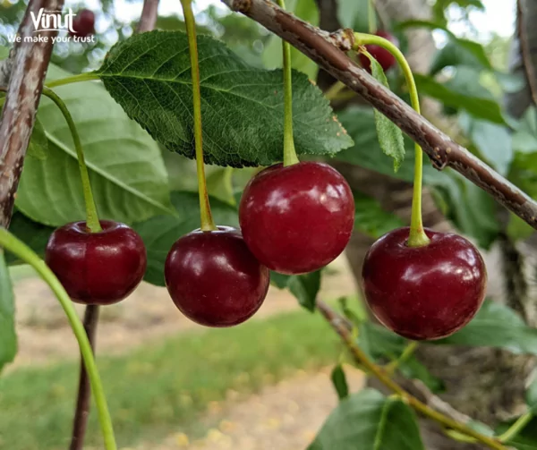 Tart Cherry Juice: Fascinating Health Benefits and Refreshing Flavor 3 VINUT_balaton cherry