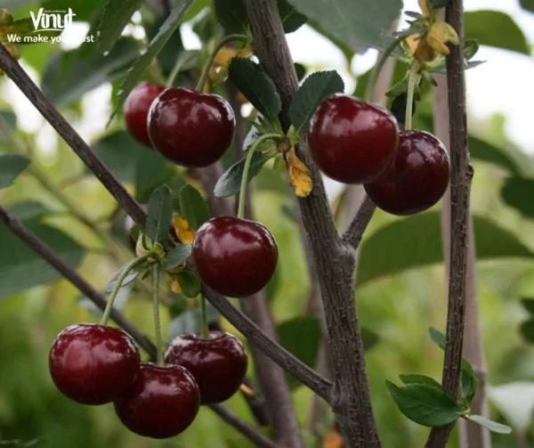 Tart Cherry Juice: Fascinating Health Benefits and Refreshing Flavor 4 VINUT_morello cherry