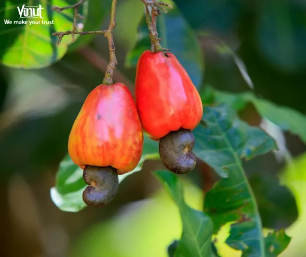 VINUT_Cashew Fruit