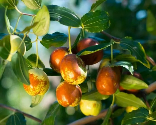Jujube Jujube