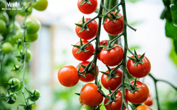VINUT_Nutritional Value