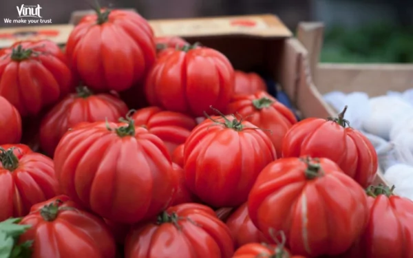VINUT_Beefsteak Tomato