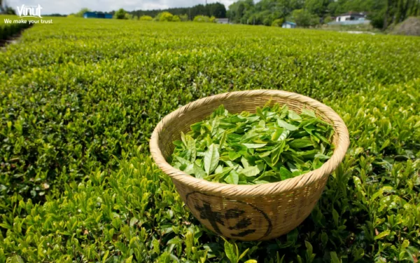 VINUT_ By the 18th century, tea had become a global commodity VINUT_ By the 18th century, tea had become a global commodity