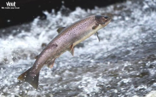 VINUT_Salmon Fish