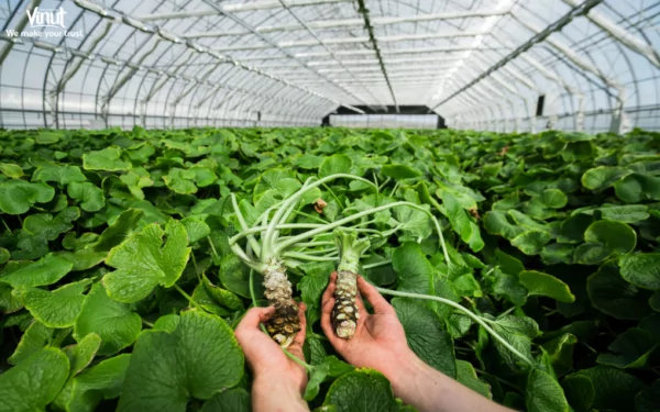 VINUT_The cultivation is a labor-intensive process that requires meticulous care and specific growing conditions