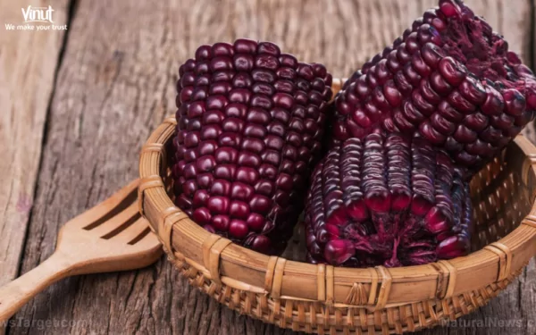 VINUT_Purple Corn