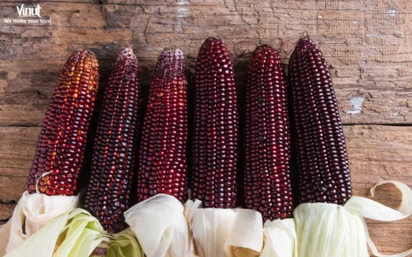 VINUT_the purple color of corn comes from anthocyanins