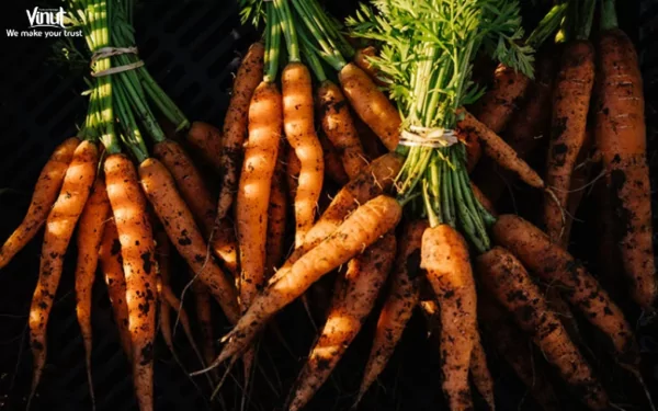 VINUT_Carrot Fruits Brief History VINUT_Carrot Fruits Brief History