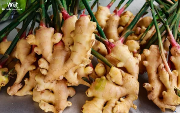 VINUT_Ginger