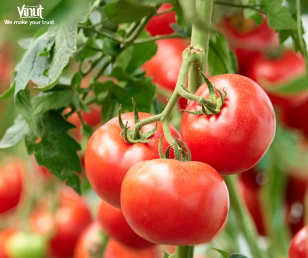 VINUT_Tomato
