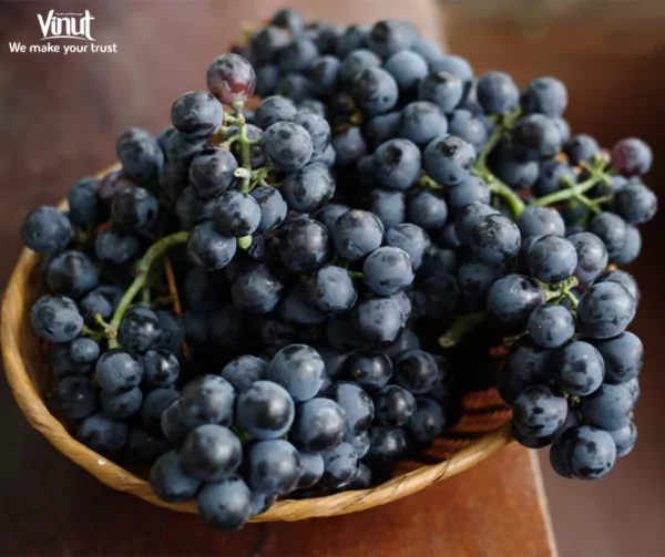 VINUT_Selecting the Perfect Grapes