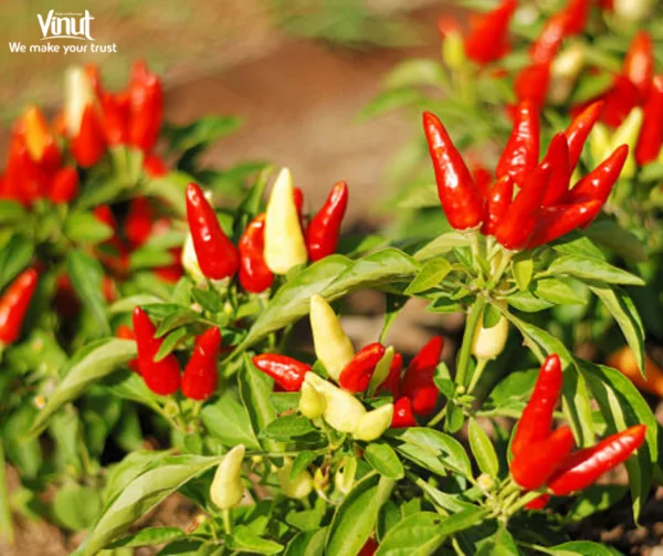 VINUT_hili pepper is a plant scientifically known as Capsicum, native to the Americas