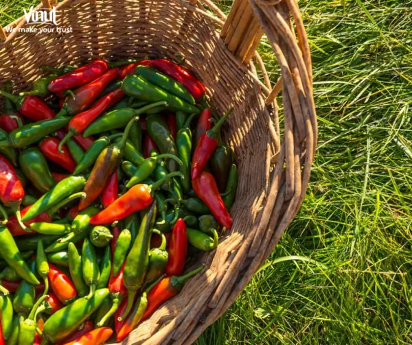 VINUT_Chili peppers quickly gained popularity in various cuisines across the globe.