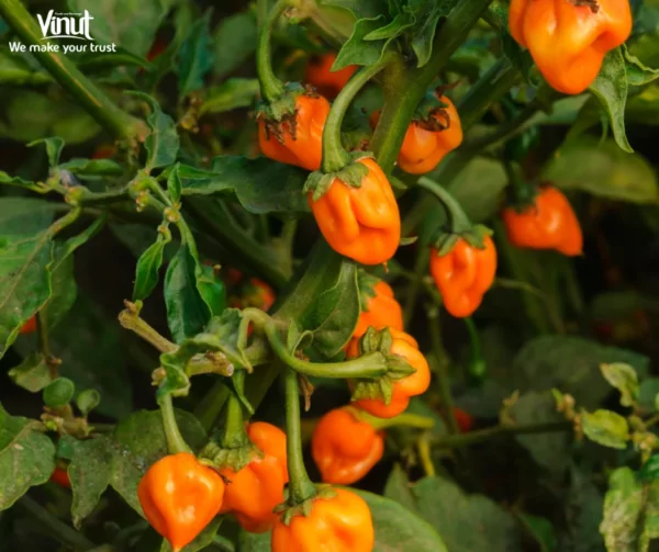 VINUT_Habanero