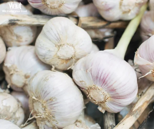 VINUT_Garlic VINUT_Garlic